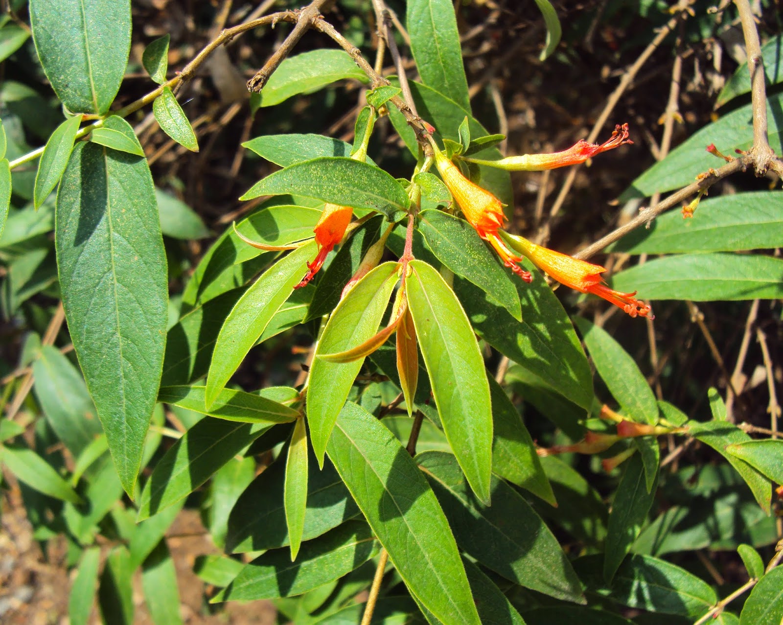  Bunga Sidowayah merupakan tanaman perdu dengan tinggi  Manfaat dan Khaisat Bunga Sidowayah (Woodfordia floribunda Salisb)