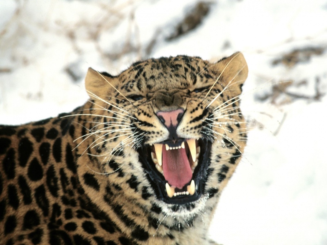 Save the Wildlife: The Rawr Facts: Amur Leopards