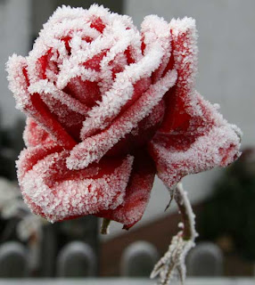 Rosas