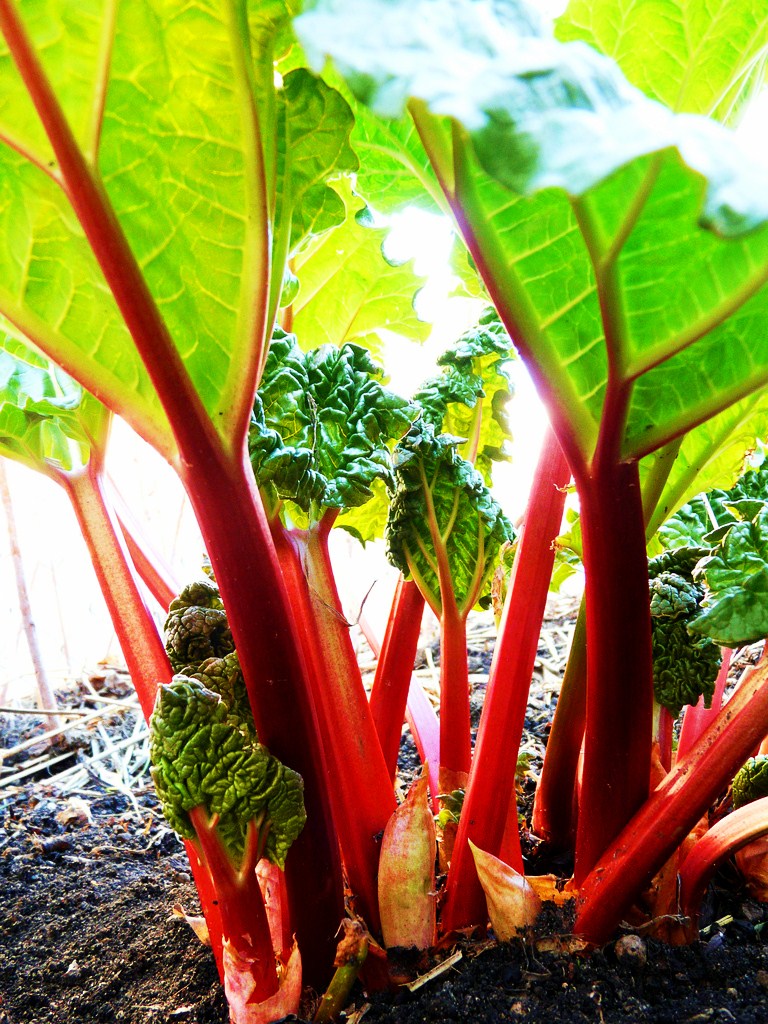 Suzy Homefaker RHUBARB FACTS