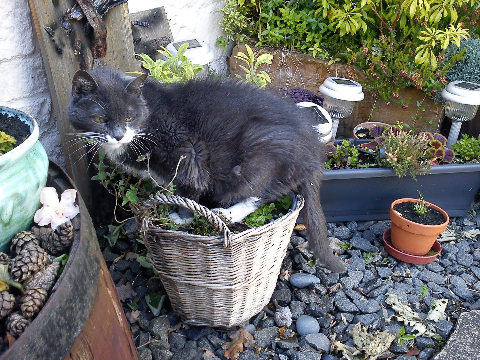 impossible songs Cat mint