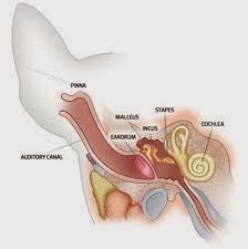 Dog Ear Anatomy Diagram Dog Ear Anatomy Diagram
