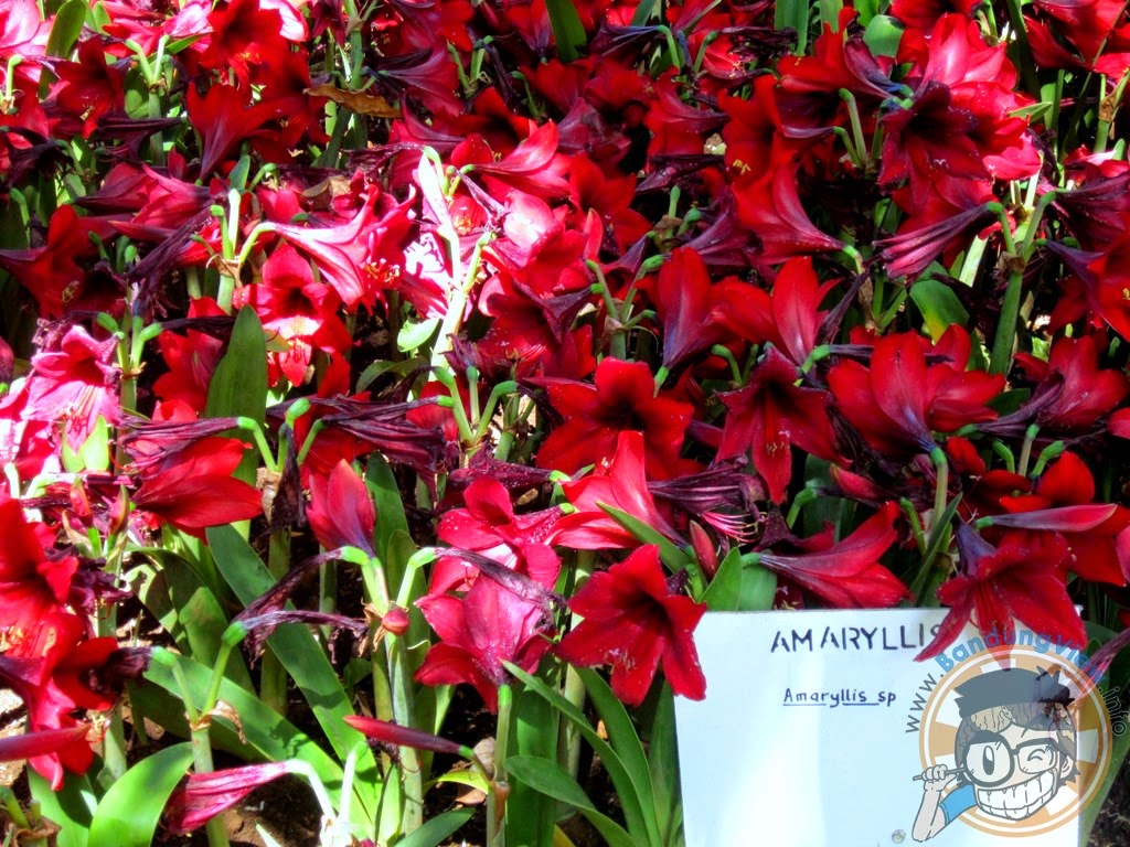 Amaryllis - Taman pustaka bunga kandaga puspa