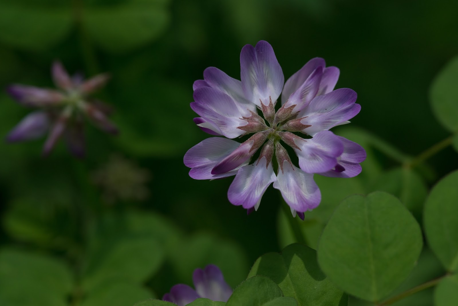 Flower Gallery Chinese milk vetch ゲンゲ（紫雲英 翹揺 Astragalus sinicus）