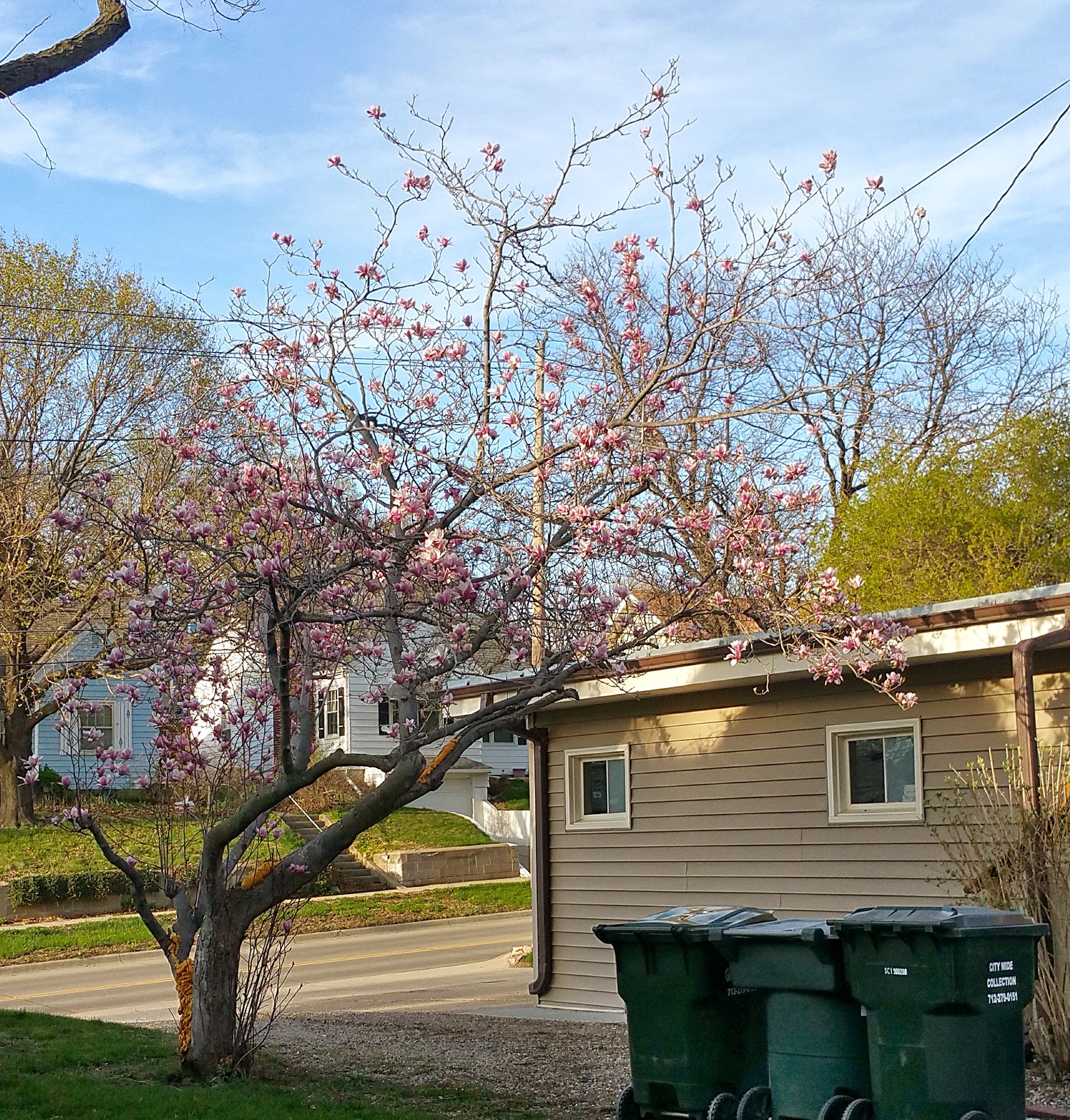History and Culture by Bicycle Magnolia Trees of Iowa 36th Street in