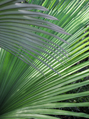 Palmetto palm, Garfield Park Conservatory