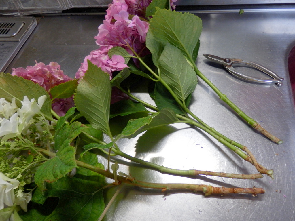 作北の地より 紫陽花の水揚げ
