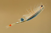 Gambilusa (Linderiella baetica)
