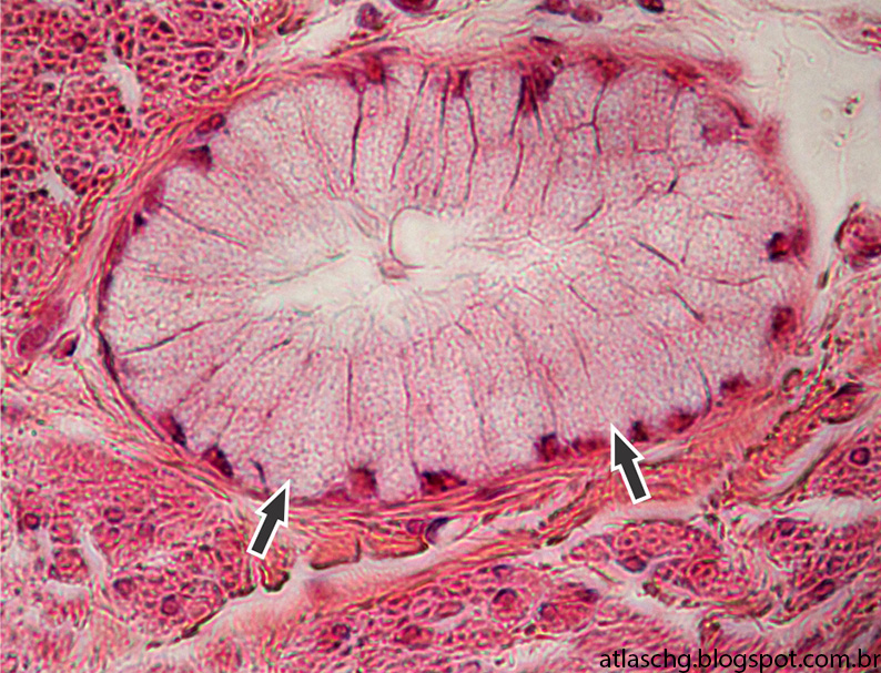 Atlas de Citologia e Histologia Tecido epitelial glandular