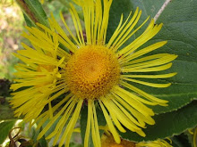 Composite Flower Head