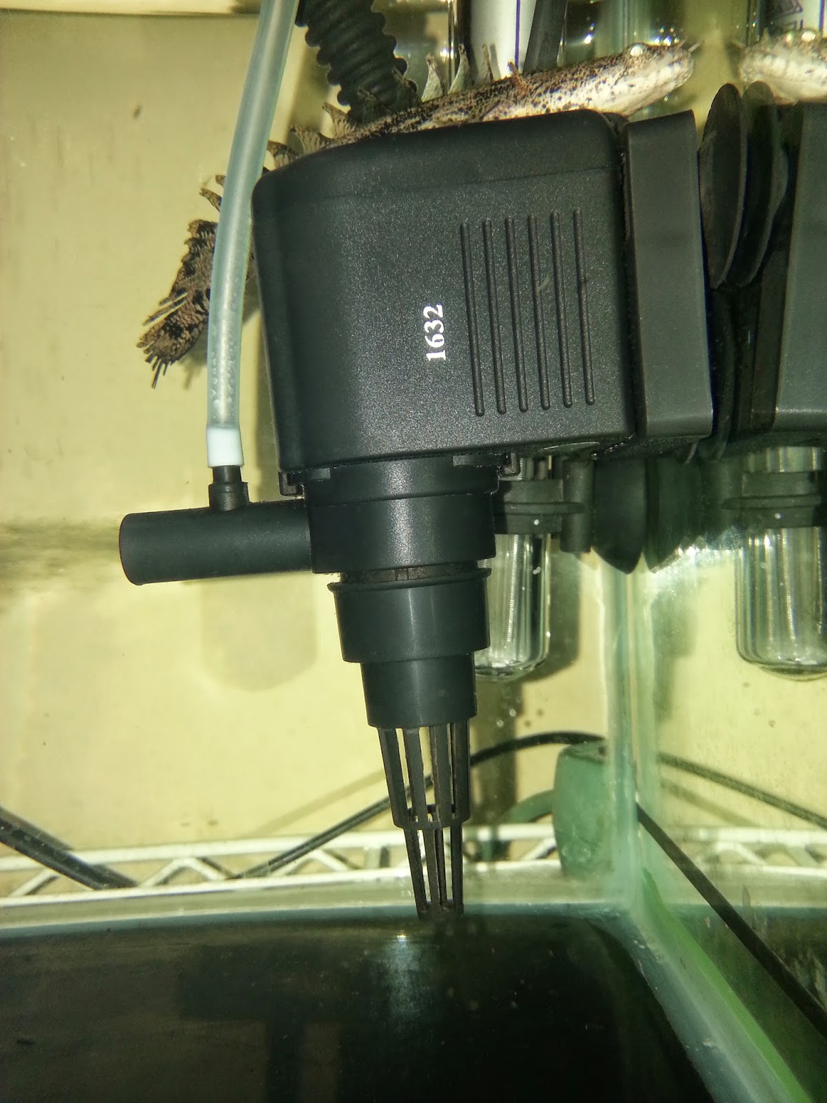 Prsvn Ikan Predator Polypterus