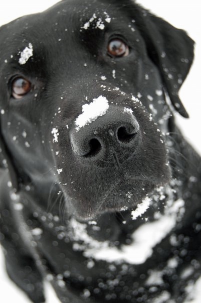 10 Interesting Facts about Labrador Retriever