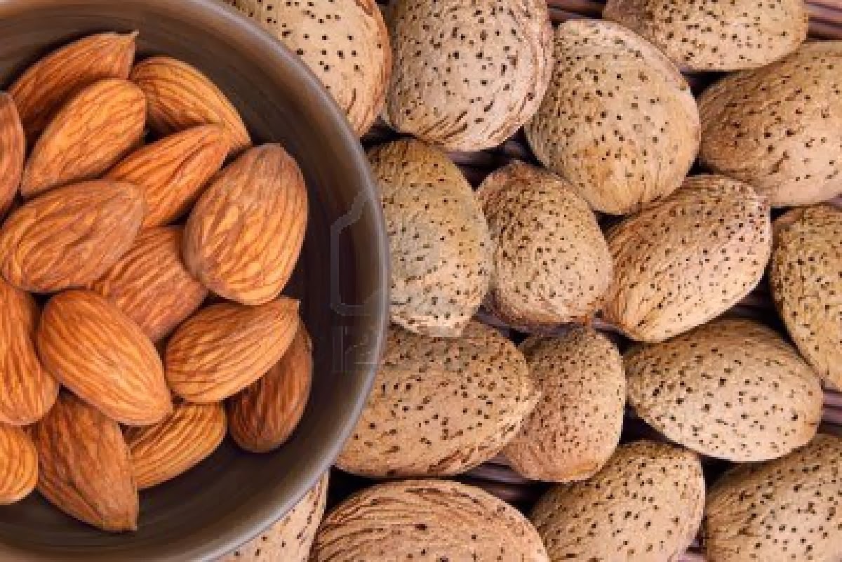 Food Processing Business Almond Hulling&Shelling and Processing