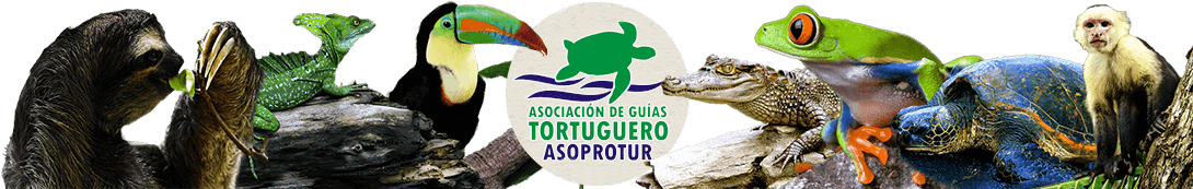 asoprotur.com
