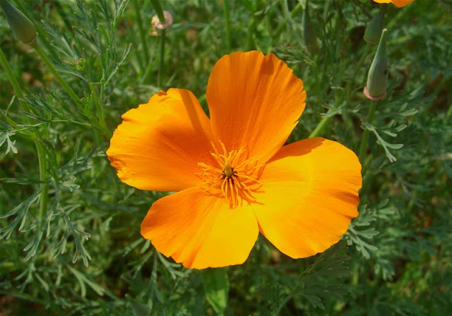 California Poppy Flowers Pictures