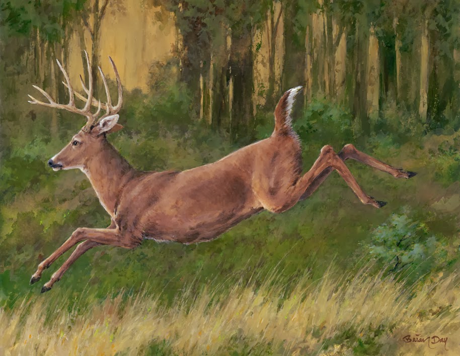 Adult women large busted Adult deer habits