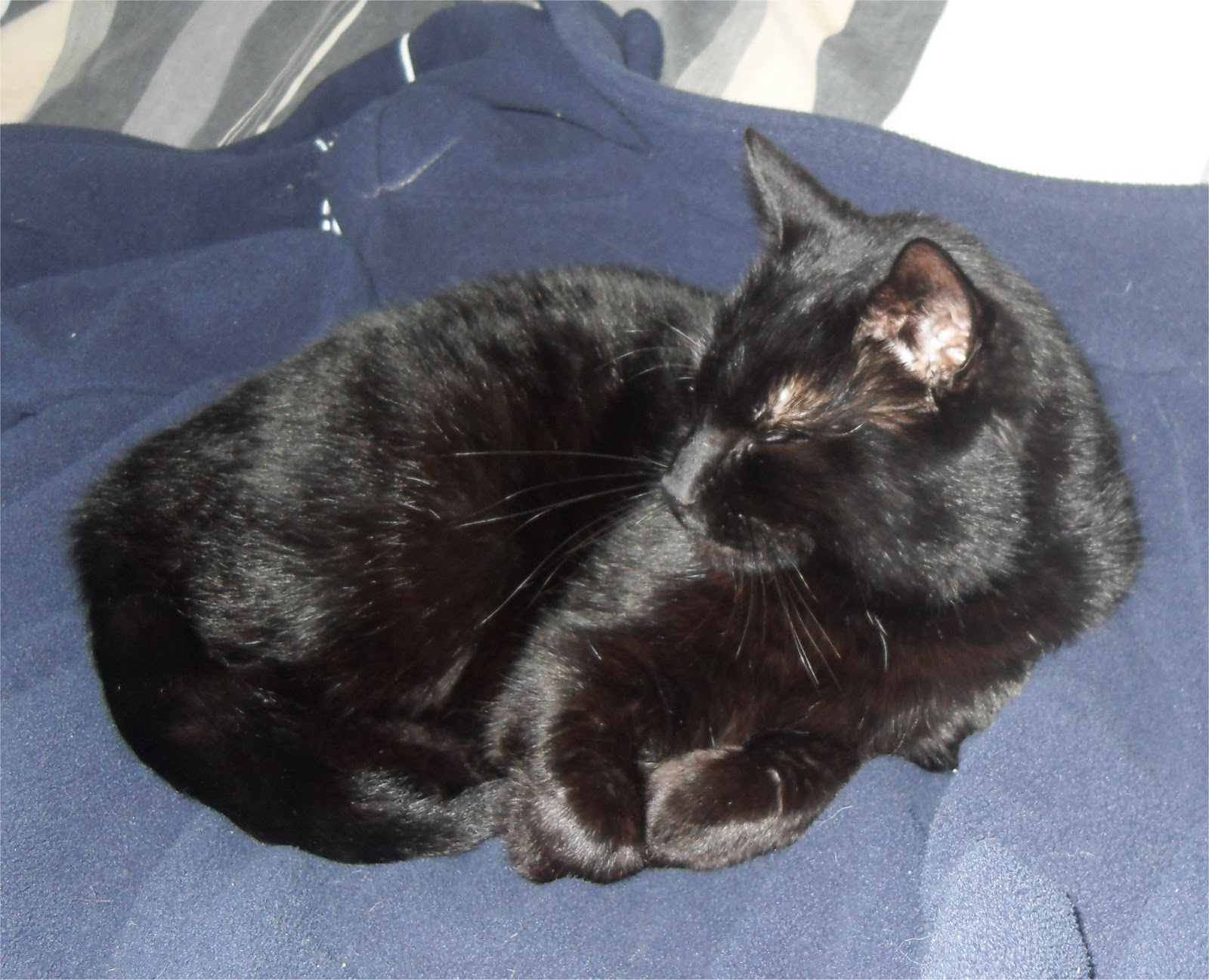 Lancaster & Morecambe Pet Search Found Animals