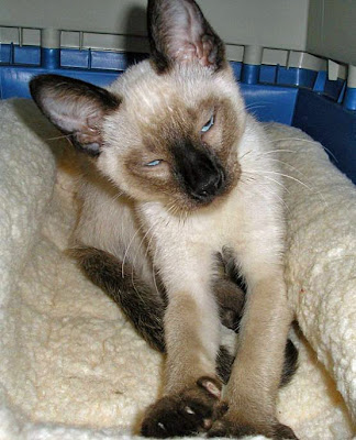 From cute, little kitten ...