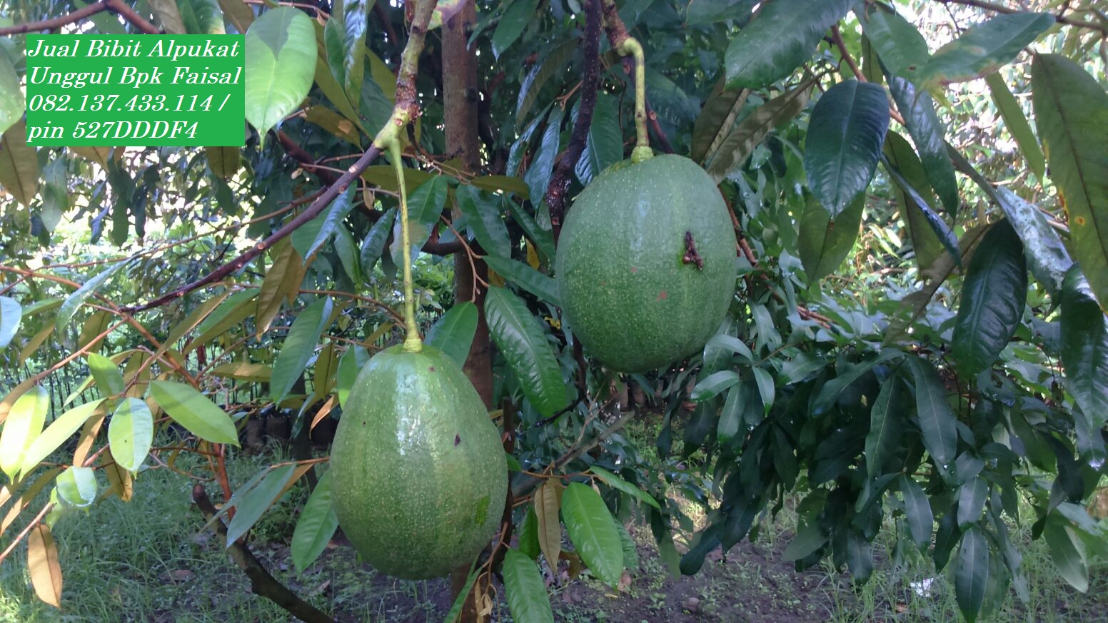 bibit alpukat unggulan bibit alpukat hawaii jumbo unggul bibit alpukat unggulan bibit alpukat hawaii jumbo unggul