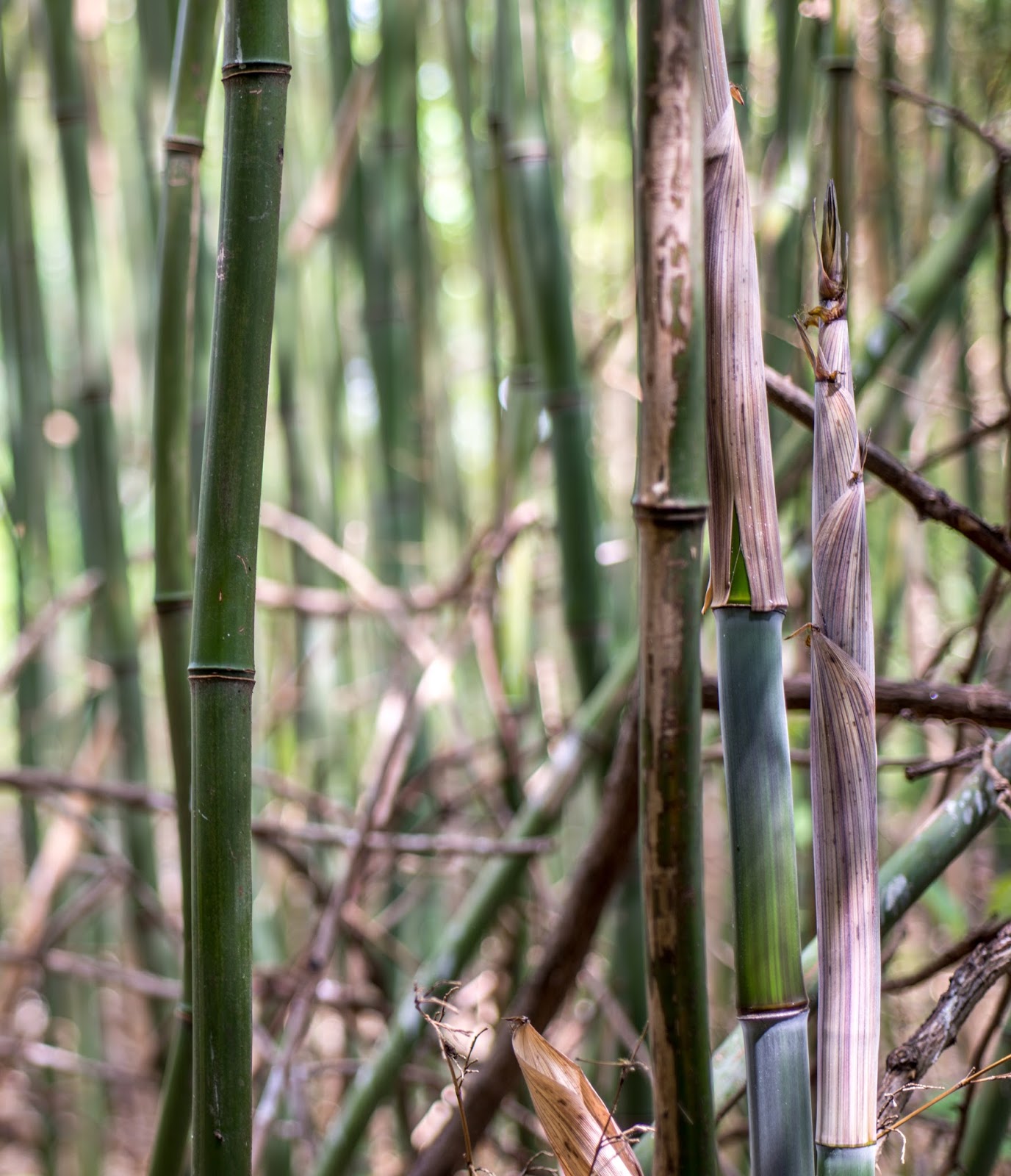 The 3 Foragers Foraging for Wild, Natural, Organic Food Invasive