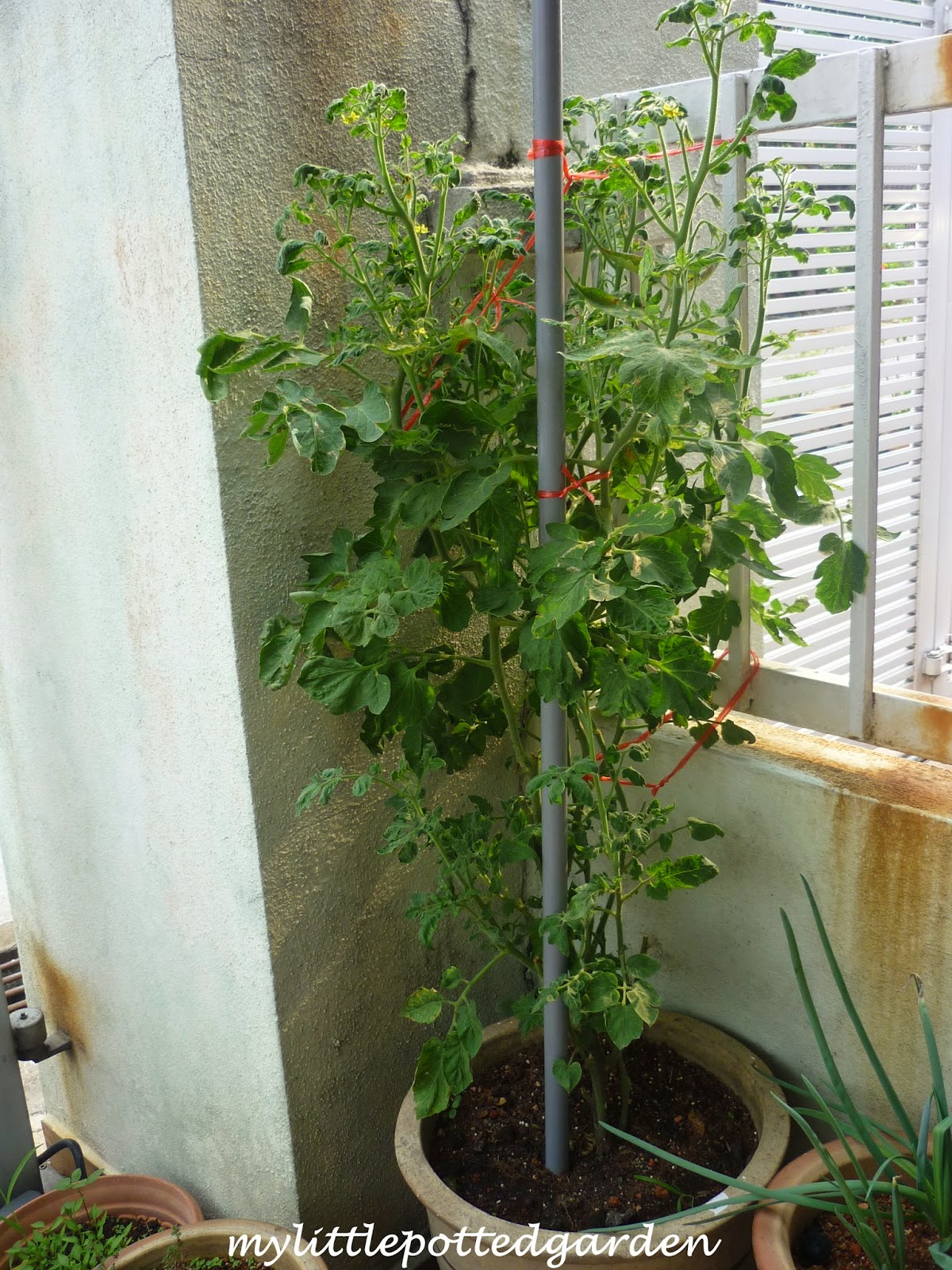 My Little Potted Garden Roma Tomatoes (Lynseed Organics)