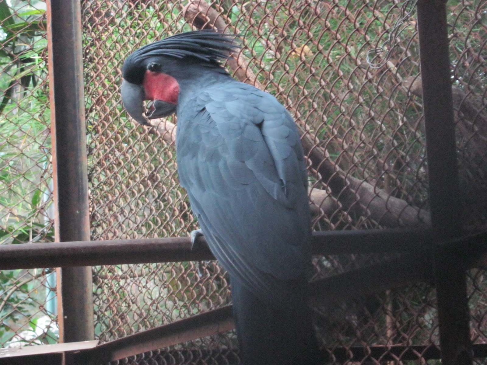 Hewan Langka2016 Binatang Fauna Images