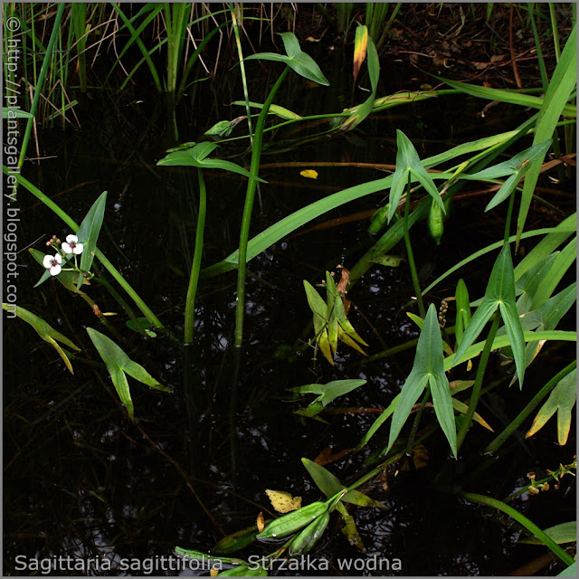 Sagittaria sagittifolia habit - Strzałka wodna pkrój