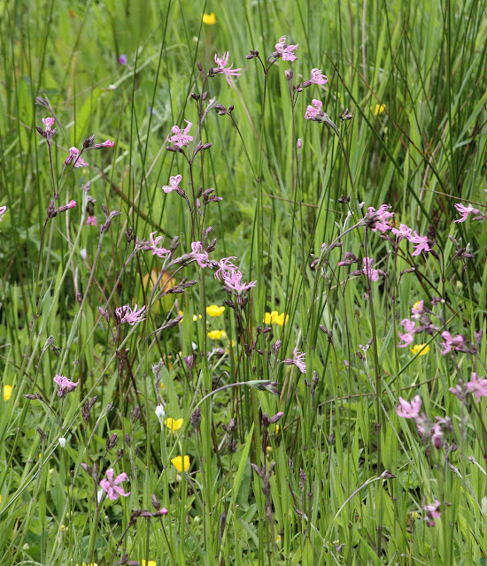 Ragged robin, Lychnis flos-cuculi, in a wet meadow in Keston. 14 May 2011. Taken with a Canon EOS 450D and a Canon EF 28-135 f/3.5-5.6 IS USM lens. Ragged robin, Lychnis flos-cuculi, in a wet meadow in Keston. 14 May 2011. Taken with a Canon EOS 450D and a Canon EF 28-135 f/3.5-5.6 IS USM lens.