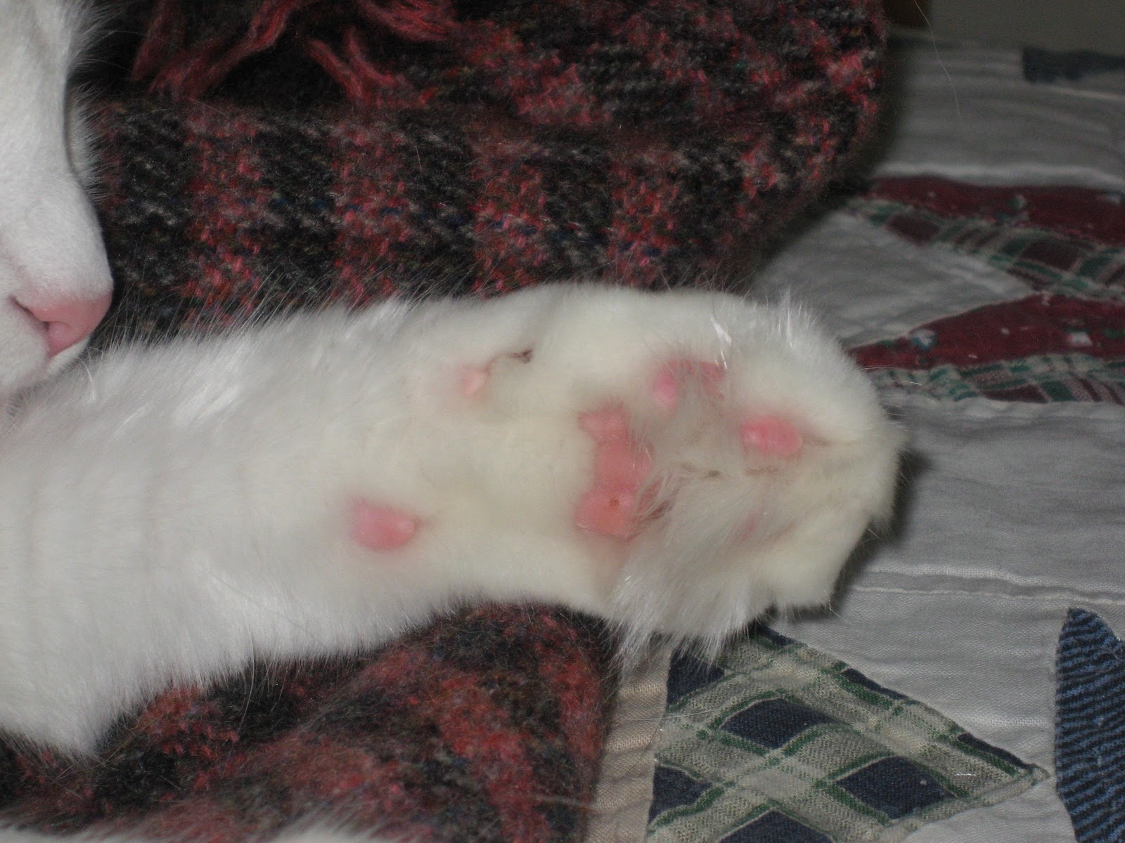 Cat's Cats March 2011