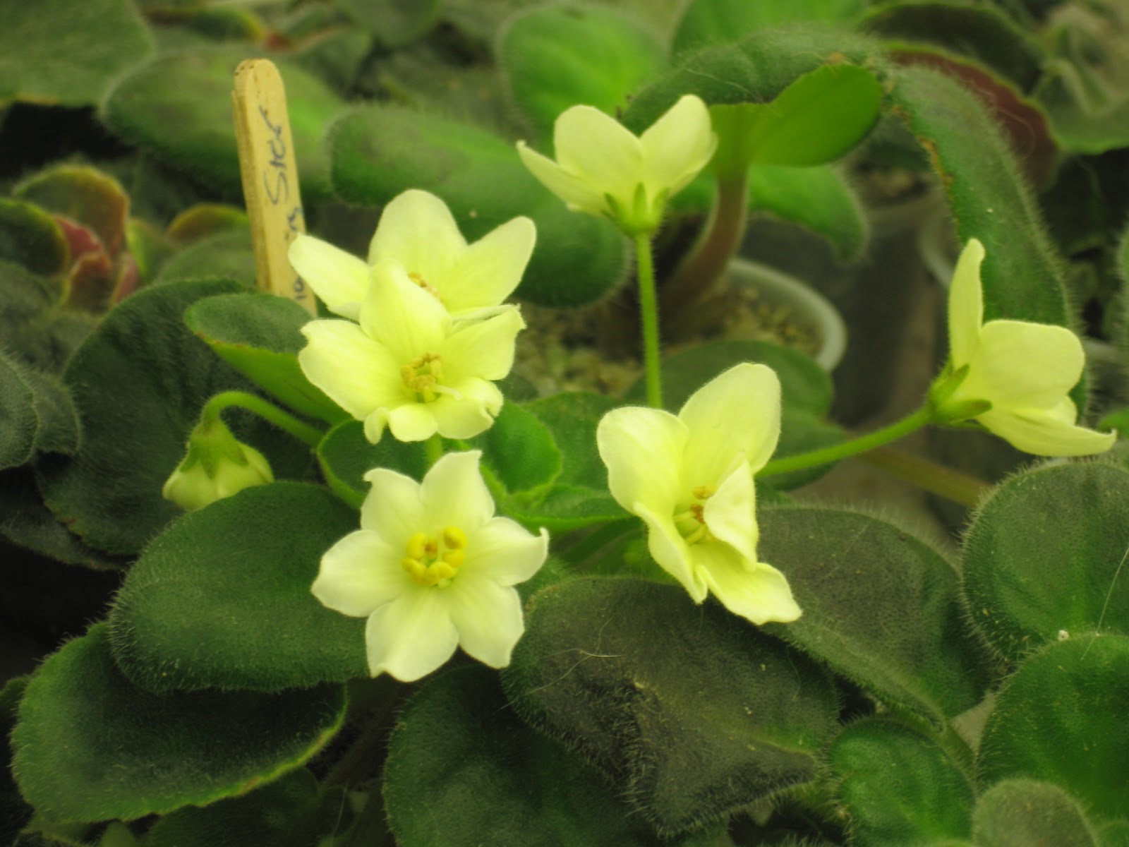 Shanti's African violets: Featured violet: Senk's Alchemy Morning Star
