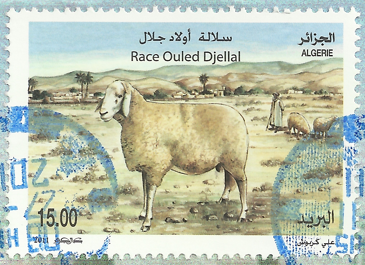 Covers and stamps of the World Races ovines algériennes. Algerian