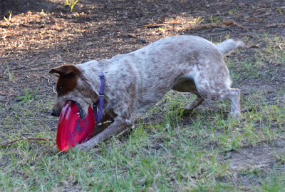 Heeler puppy with pink frisbee