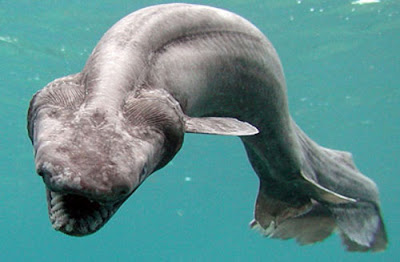 frilled shark