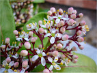 Skimmia Japonica