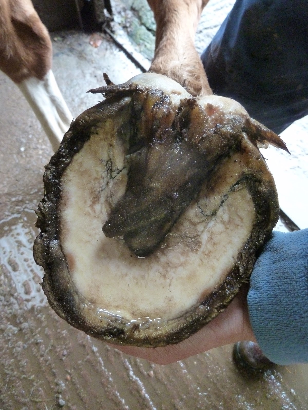 HOOF ANATOMY Round Pen, Square Horse