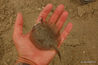 california surf stingray