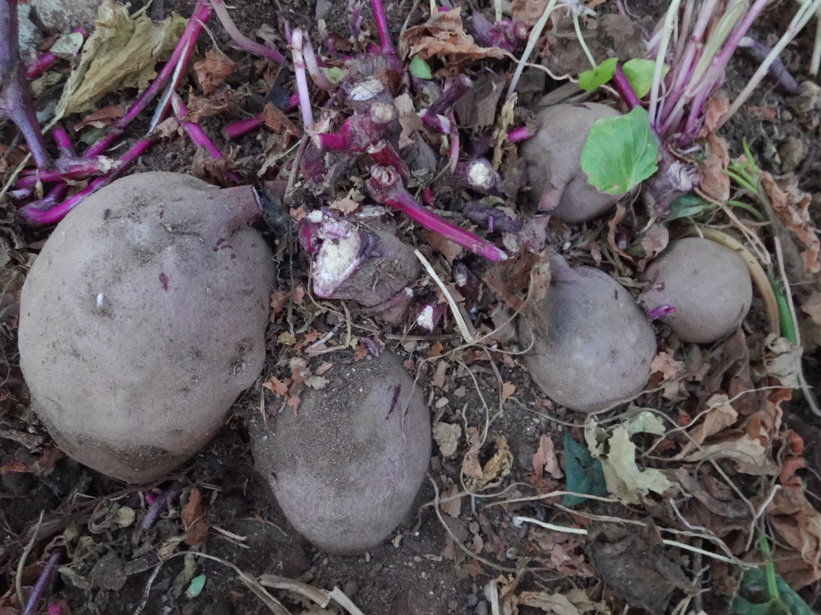 The Scientific Gardener The Dingess Purple Sweet Potato
