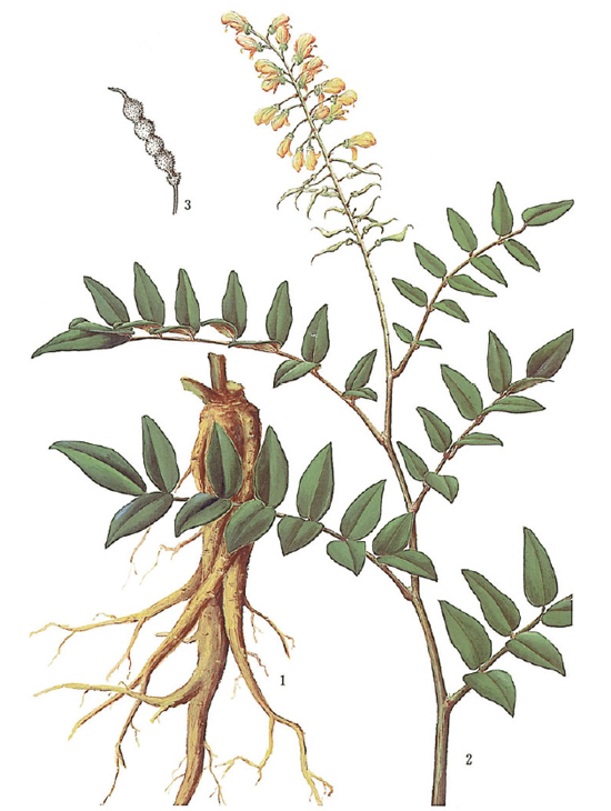 Sophora tonkinensis Gapnep. (Fam. Fabaceae) 1. Root; 2. Branch with flowers; 3. Fruit