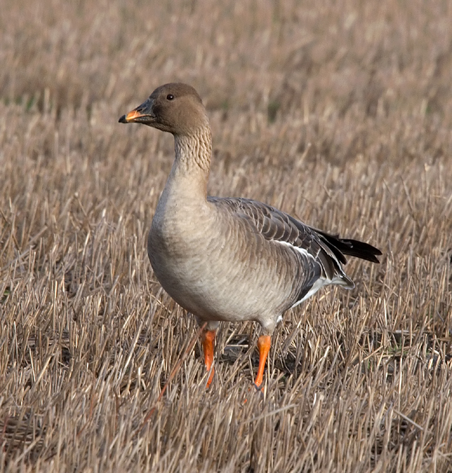 Tundra Bean Geese in winter 2011/12 Fylde Bird Club