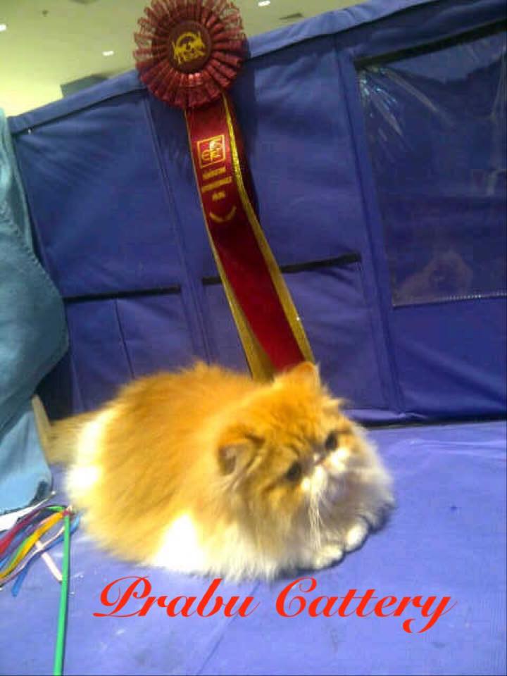 Prabu Cattery Male