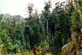 Rising Forest Density