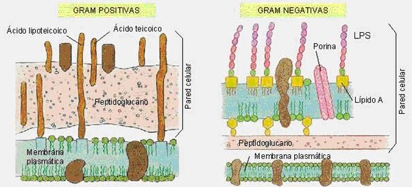La Batalla De Los Microorganismos