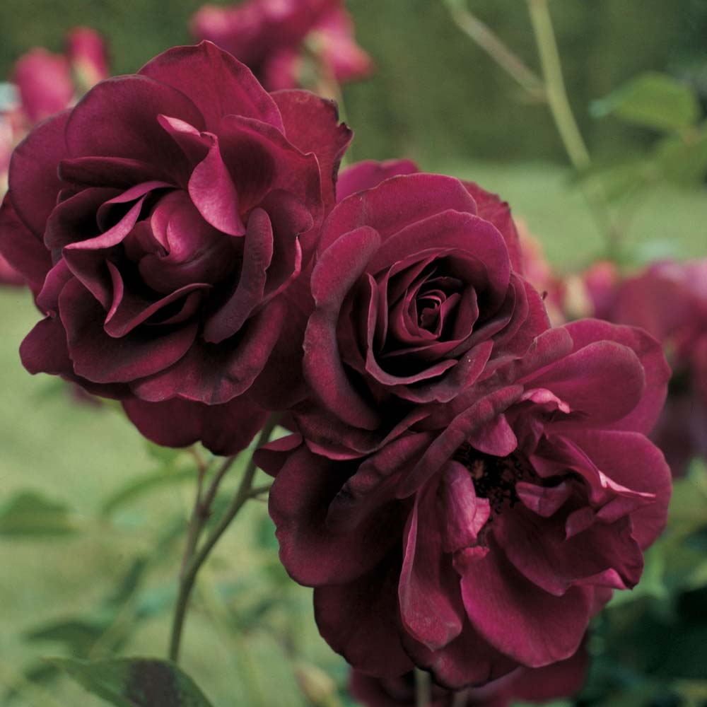 Single burgundy rose