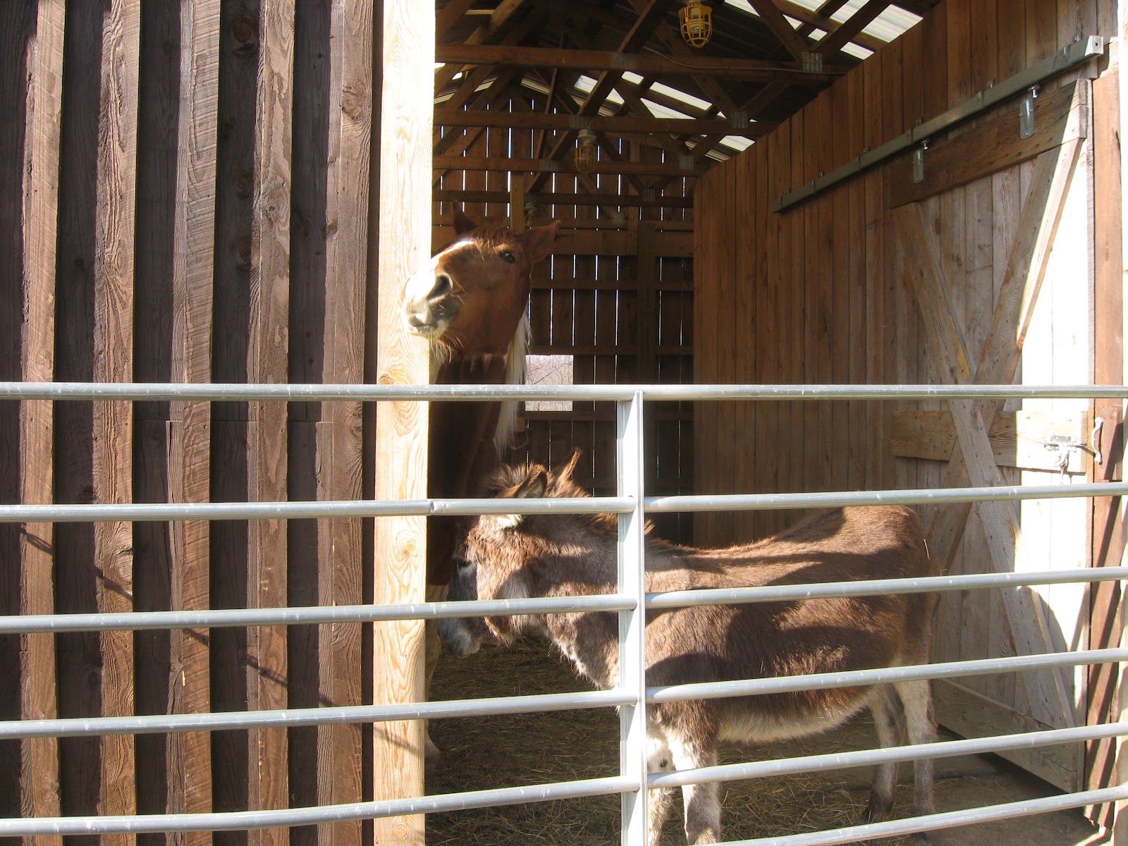 The Dancing Donkey Slow Feeder