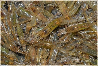 เลี้ยงกุ้งฝอย รายได้ดี มีตลาดรองรับตลอด