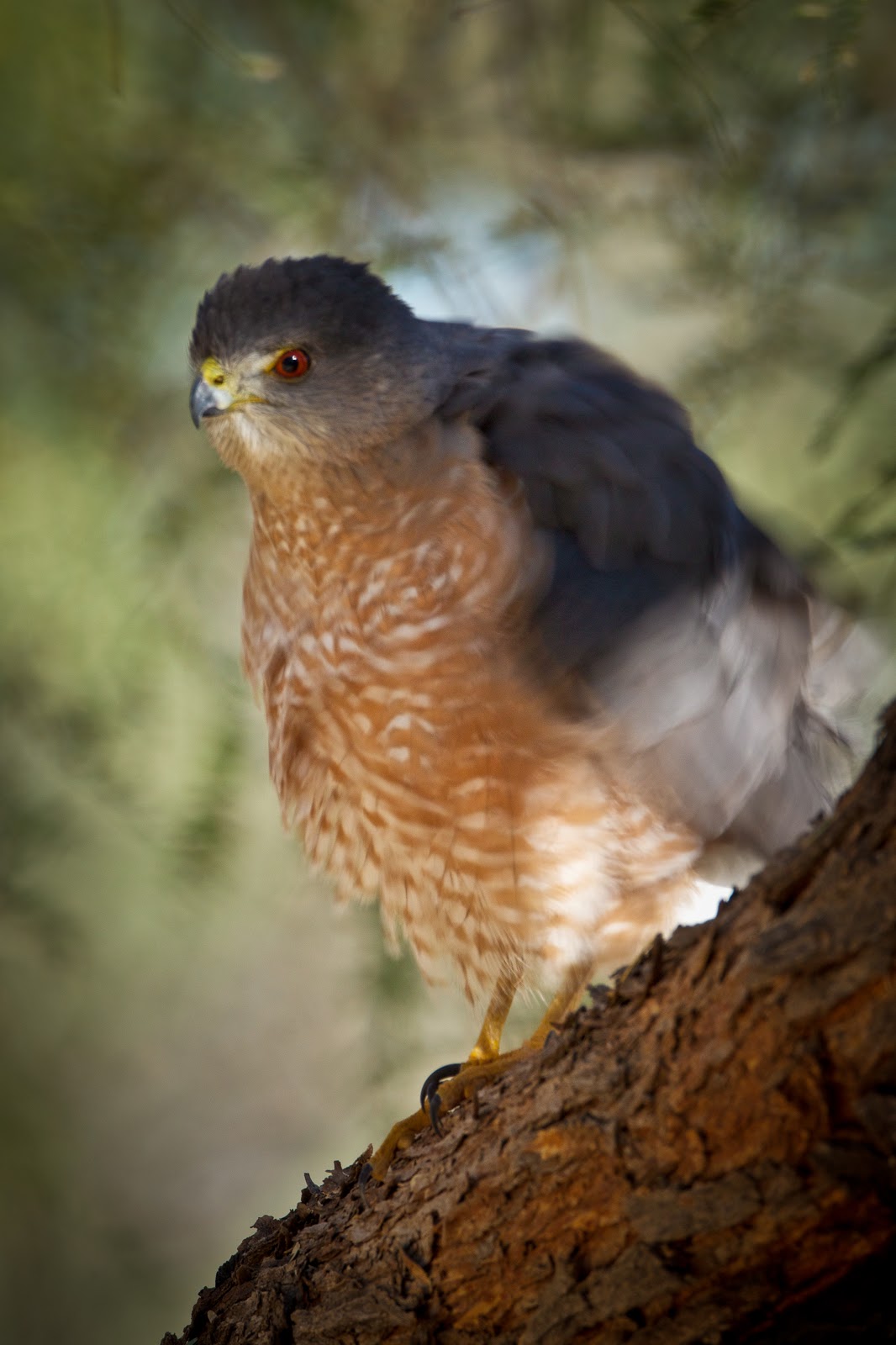 Feather Tailed Stories Cooper's Hawk, Tucson
