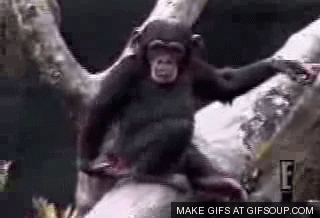 Funny animal gifs - part 110 (10 gifs), baby chimp smells his own finger after putting it in his butt