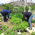 Albanian Police Uproote About 12,000 Cannabis Plants