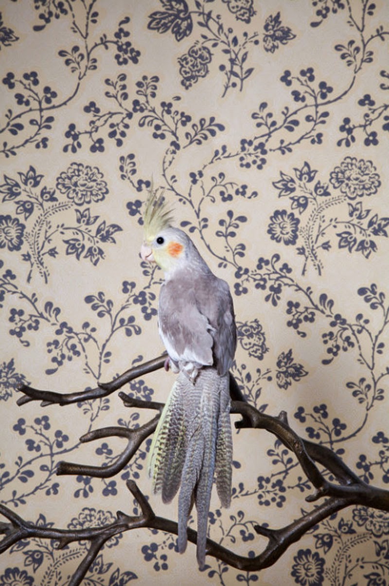 Birds of a Feather de Claire Rosen