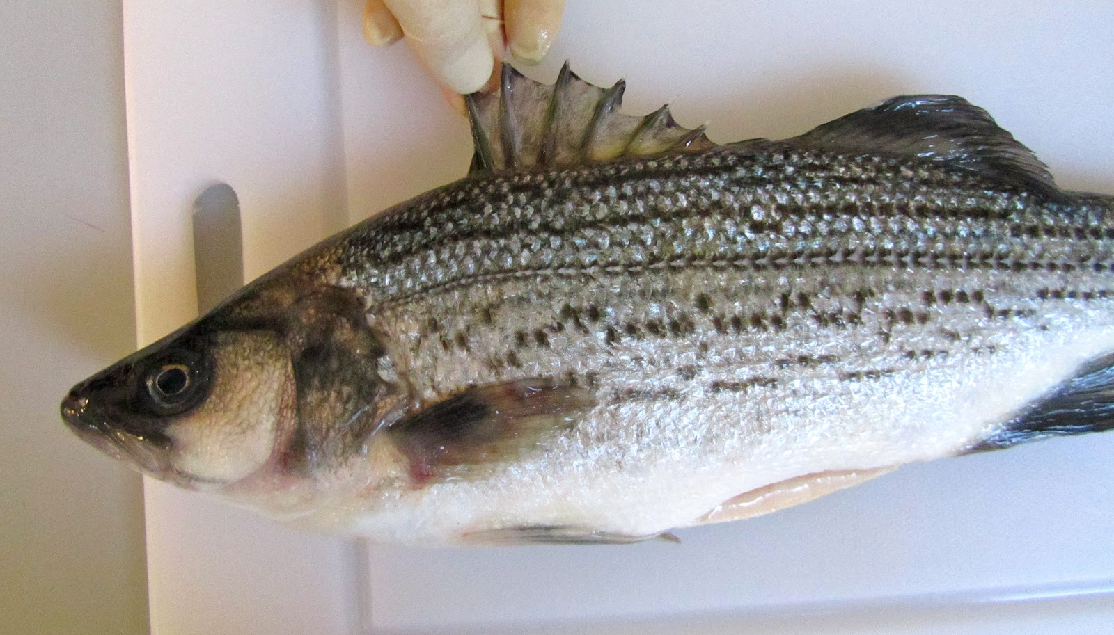 Küchentanz Neuer Fisch im Netz Forellenbarsch